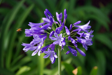 Close-up view of a blue agapanthus blossom with a flying bee approaching