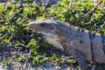 Primer plano de iguana rayada.
