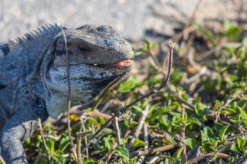 Primer plano de iguana rayada