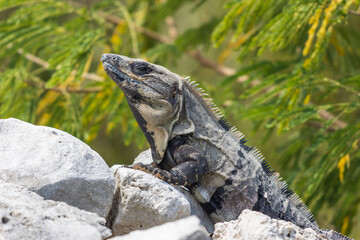 Primer plano de iguana rayada