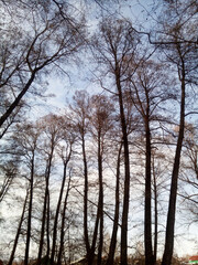 Alder grove. Beautiful tall trees on the background of sky
