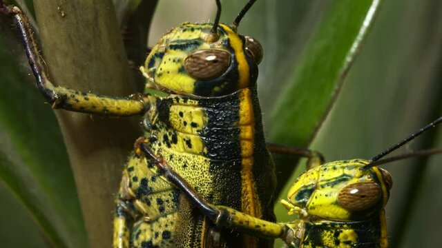 lose up Two locusts paired on a branch to see the color blend in with the foliage.Locusts have caused severe demolition of crops..4K clip for agricultural threat concept pests and nature