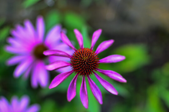 Close Up Of A Purple Cone Head Flower 