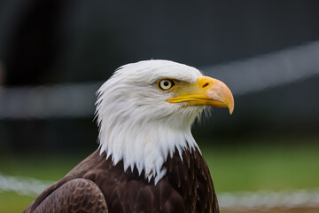 Fototapeta premium Close up images of bald and golden eagles