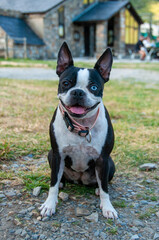 french bulldog portrait with blue eye