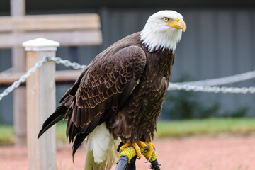 Close up images of bald and golden eagles