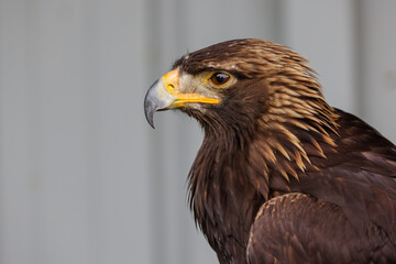 Close up images of bald and golden eagles