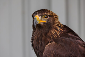 Close up images of bald and golden eagles