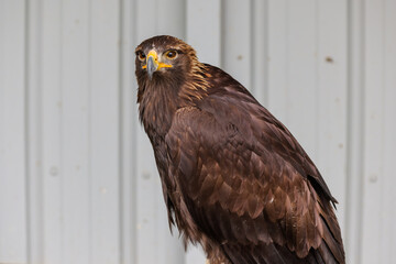 Close up images of bald and golden eagles