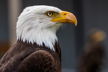 Fototapeta premium Close up images of bald and golden eagles