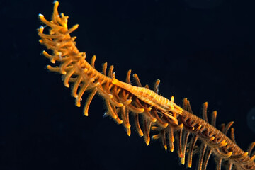A picture of a Feather star shrimp