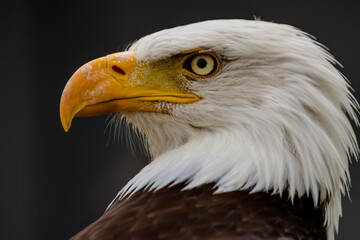 Close up images of bald and golden eagles