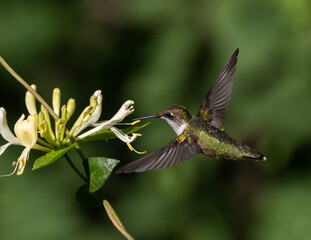 Female Ruby-throated Hummingbird feeding at honeysuckle