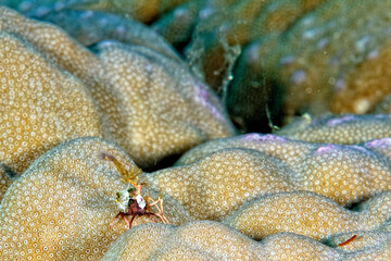 A picture of a strange crab
