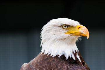Close up images of bald and golden eagles
