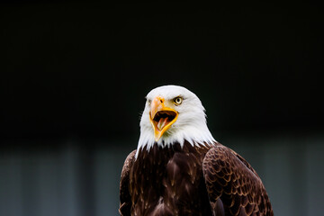 Close up images of bald and golden eagles