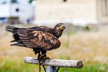 Close up images of bald and golden eagles