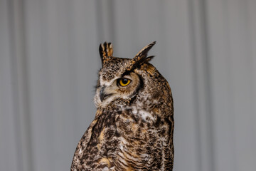 Close up of perched barn and great horned owls