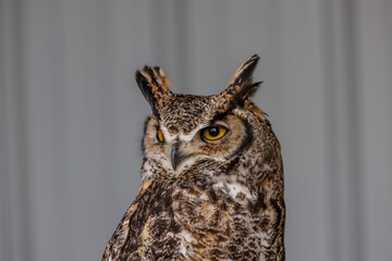 Close up of perched barn and great horned owls