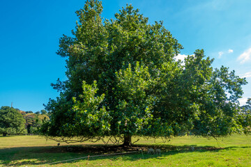 ニュージーランドのオークランドの観光名所を観光している風景 Scenery of sightseeing in Auckland, New Zealand.