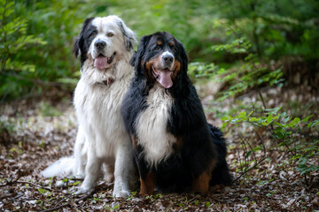 Berneński pies pasterski i pies rasy landseer siedzą obok siebie w lesie - obrazy, fototapety, plakaty