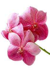 Branch of beautiful pink orchid isolated on white background. Stock illustration of exotic tropical flower.