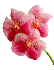 Fototapeta premium Branch of beautiful pink orchid isolated on white background. Stock illustration of exotic tropical flower.