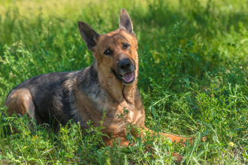 old german shepherd among green grass