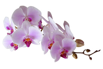 Branch of beautiful pink orchid isolated on white background. Stock illustration of exotic tropical flower.