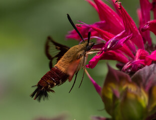 Hummingbird Clearwing feeding at Monarda