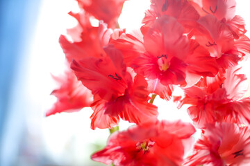 Blurred red gladiolus flowers background in the morning for postcard