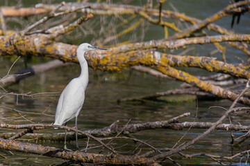  white egret on the lake in summer