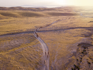 Camel big heard at desert.