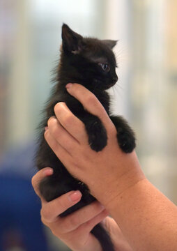 cute little black kitten in hands