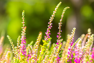 Beautiful blooming heather in a forest clearing at sunny day. Small lilac purple pink flowers on a long stems. Flowering, gardening. Flower field. Calluna vulgaris on green blurry background.