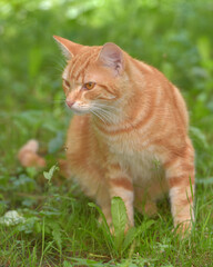 ginger beautiful domestic cat in the summer