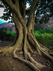 roots of a tree