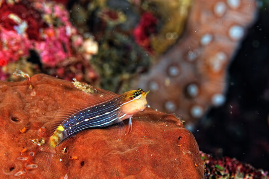 A White Lined Combtooth Blenny