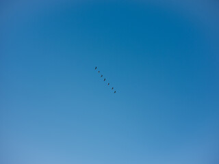 a row of birds in flight in a cloudless sky