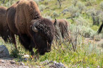 Bison Grazing in Yellowstone