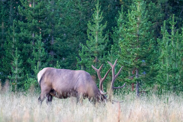 Naklejka na ściany i meble Yellowstone National Park, Wildlife in Yellowstone, Elk