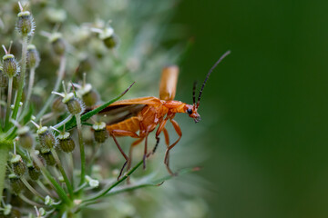 Common red soldier beetle ready for take off