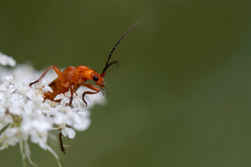 Common red soldier beetle emerging from a flower