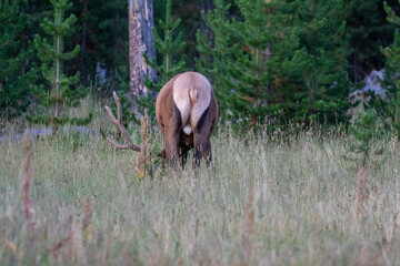 Obraz na płótnie Canvas Elk in Forest in Wyoming