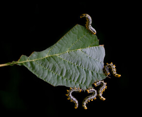 Sawfly larvae with curled bodies feeding on a leaf