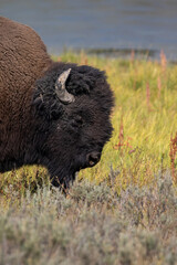 Bison Grazing in Yellowstone National Park