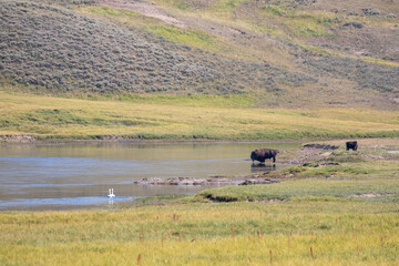 Fototapeta na wymiar buffalo in the river