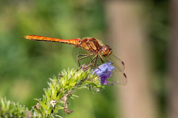 Macro image of a vagrant darter on a thistle