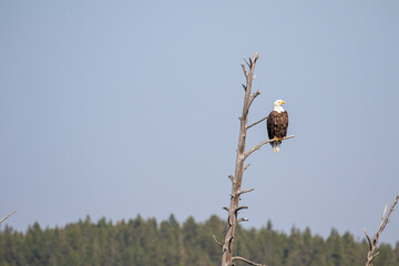 Bald Eagle in Yellowstone National Park, Wild Birds of Yellowstone