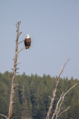 Bald Eagle in Yellowstone National Park, Wild Animals 2021